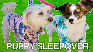 Puppies Have A Sleepover