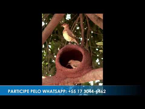 Programa: Caminho da Roça - 08/06/26 - Parte 1 - Apresentação: Paulinho