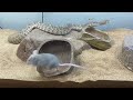 Beautiful RED RATTLESNAKE Shows A Rat Who S Boss