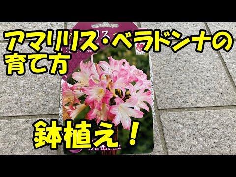 開花のピークを達成するために、鉢の中のアマリリスにうまく水をやる方法は？  庭園