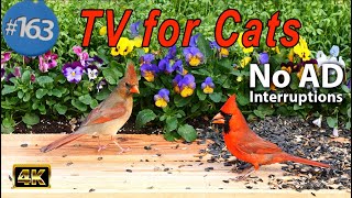 TV for Cats 😻 8 Hours of Relaxing Bird Sounds Uninterrupted CatTV 🐦 Fluttering Wings