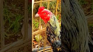 Download lagu Ayam Hasil Kawin Silang Magon Dengan Bangkok ( Musik : Youth : Iksonmusic). mp3