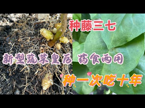 土三七