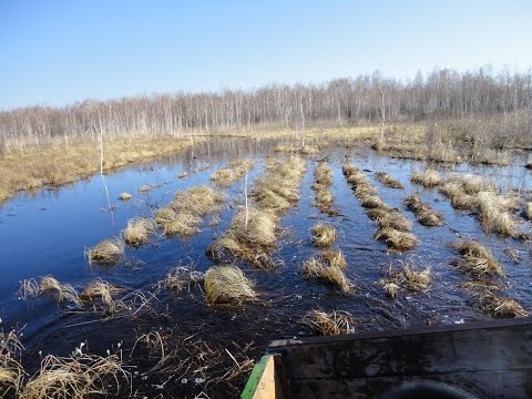 Васюганские болота — одни из самых больш