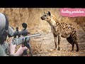 Hunting African hyenas with guns