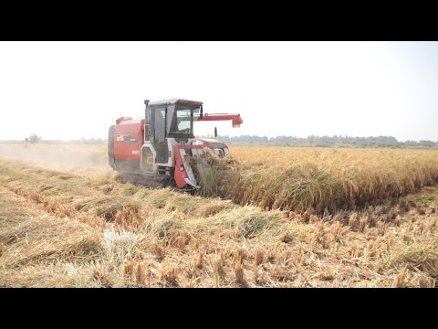 Reviving the Basmati Rice Farming Industry in Pakistan Reviving the Basmati Rice Farming Industry in Pakistan