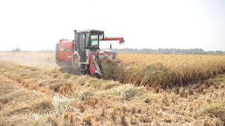 Reviving the Basmati Rice Farming Industry in Pakistan
