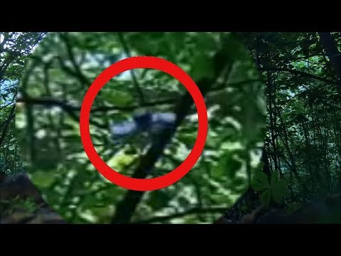 UFO 2019 real. НЛО попало в кадр видео в лесу. летающая тарелка нло 2019. неопознанное