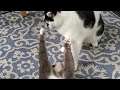 Tuxedo Vs Reverse Tuxedo Cat Fight
