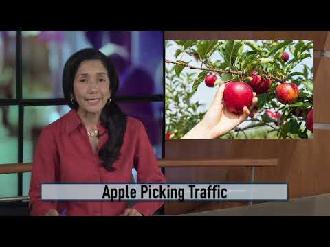 Apple Picking Traffic