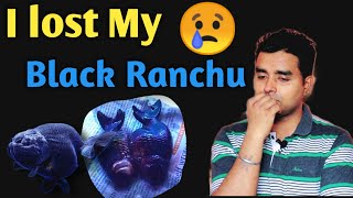 My Black Ranchu is no More || I Lost my Fish's 😢