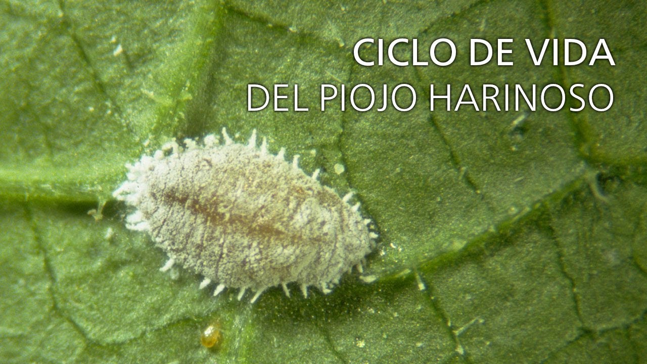 Video preview poster