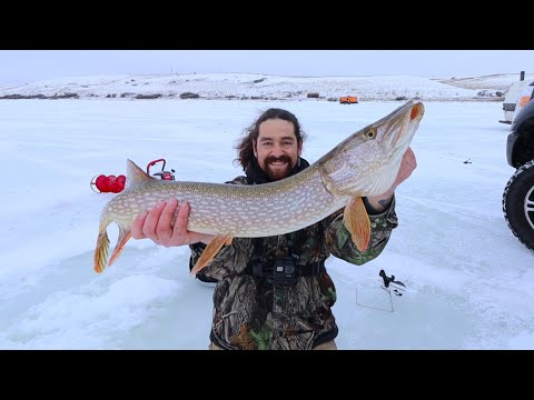 HUGE Northern Pike And Walleye With Underwater Fish Camera!