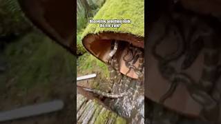 Download lagu Discovering something inside the tree trunk? #animals #snake #jungle mp3 Download lagu Discovering something inside the tree trunk? #animals #snake #jungle mp3