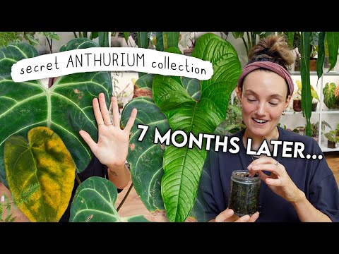 How my Anthuriums are REALLY Doing 😬🌱