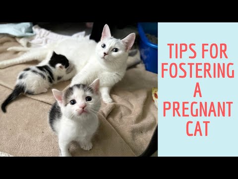Fostering a Pregnant Cat | What I learned as a first-time foster