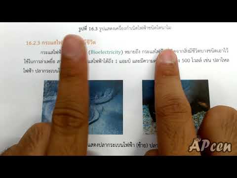 ซึ่งผักที่จะเพิ่มสมาชิก ค้อนของ ธ อร์ในคิรอฟ