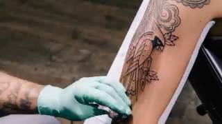 Cardinal Tattoo - Timelapse