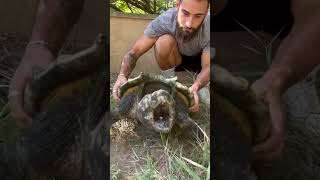 La transformación de la tortuga caimán🤯 #animalplanet #tortuga #reptiles #tortugas #tarzandez