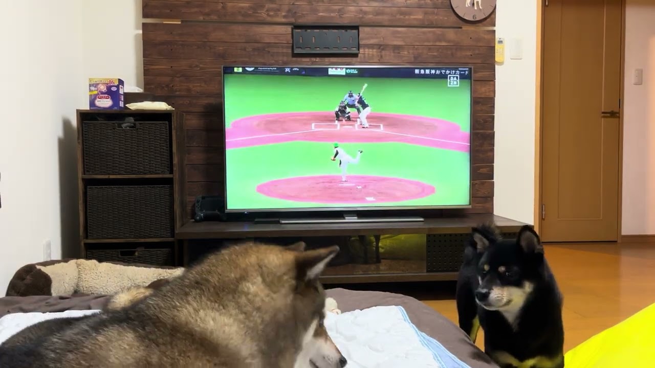 柴犬と野球観戦