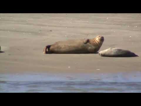 1. Yerseke Zeehonden rondvaart 14.07.2018