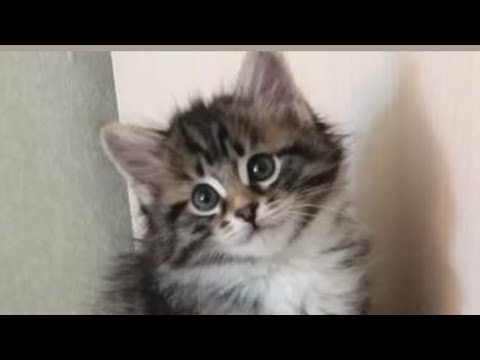 Моя игра на Unity она на телефон но Android