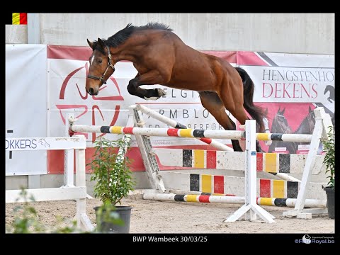 Wildcard van Strijtem ☆ KASANOVA DE LA POMME x MINUTE MAN - Video 9 video thumbnail