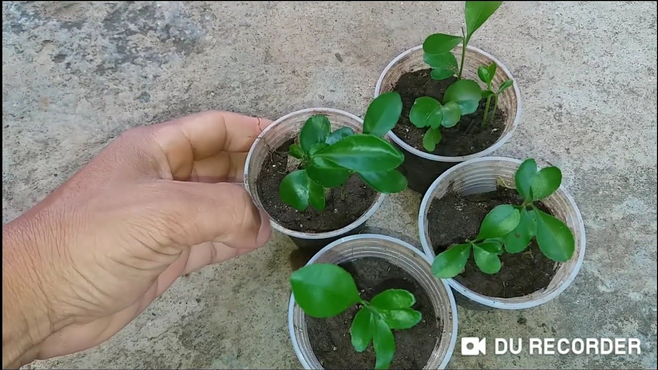 Como germinar sementes de laranja