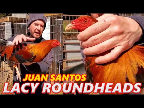 Lacy Roundheads Kelso Sweater Albany Hatch - Juan Santos JGB Mexico Beautiful Birds