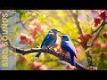 Birds Chirping -24 Hours Birdsong to Relieve Stress and Sleep Better, Soothing Sounds of Nature