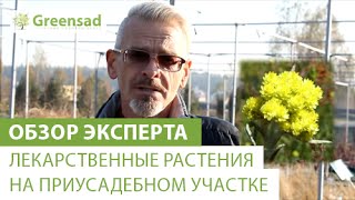 Смотреть онлайн Лекарственные растения на Вашем садовом учатке