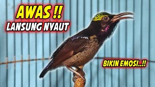 Download lagu SUARA BURUNG KOLIBRI NINJA GACOR FULL ISIAN ROLL TEMBAK INI, 98% COCOK BUAT PANCINGAN KONIN BAHAN mp3