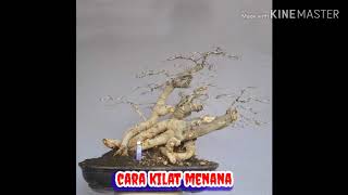 Download lagu Cara cepat menanam serut mp3 Download lagu Cara cepat menanam serut mp3