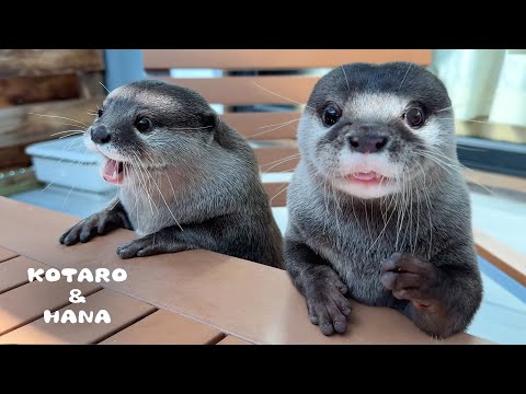 ¡Las nutrias comparten una salvaje aventura veraniega con amigos!