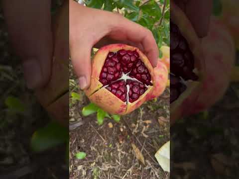 Amazing pomegranate cutting skills - The pomegranates are very fresh #fruitcutting