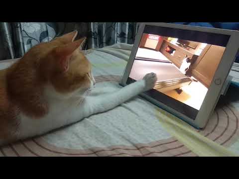 Funny cat video ginger tv time