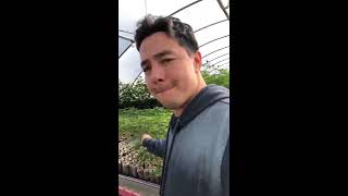 Berner&#39;s Connected Cannabis Co 2017 Yield of Lemon Poundcake, London Poundcake, and Lemon Sherbert