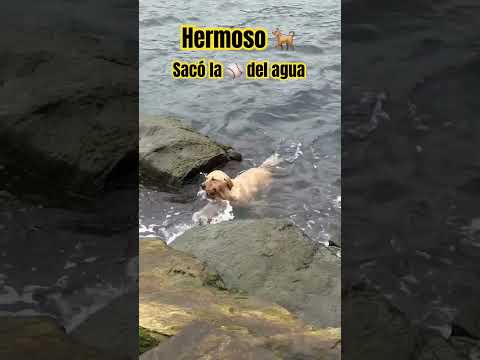 #beautiful dog 🐕 pulled the ⚾️ out of the water 💦 and didn't give up, I didn't give up on you, lo...