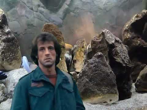 MISSIONE COMPIUTA: FEMMINA INCUBANTE IN SALA PARTO! 🎯🐟 #ciclidiafricani #mbuna  #cichlidream