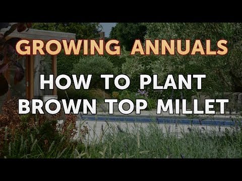 Laws on Growing Poppies