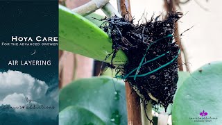 Download Lagu Hoya care for the advanced grower | Air Layering Thumbnail