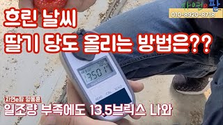 흐린날씨 딸기 당도 올리는 방법은? 13.5브릭스도 아쉽다...크리스마스, 겨울에는 딸기를How to inc…
