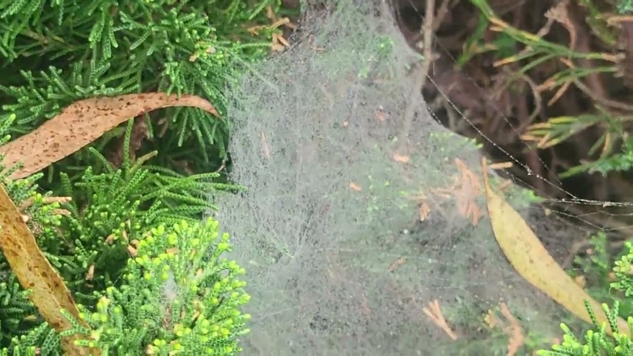 Like a circle in a spiralLike a wheel within a wheelNever ending or beginningOn an ever-spinnin