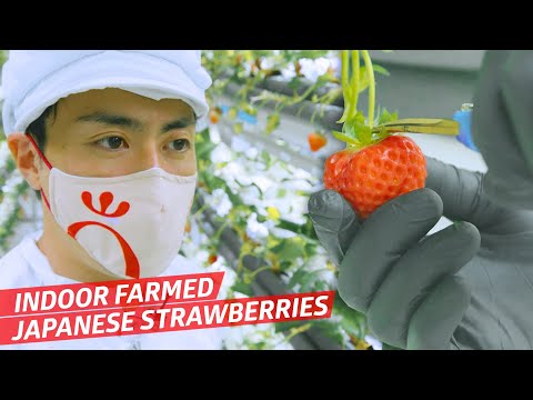 How Hiroki Koga Grows and Sells America’s Most Expensive Strawberries — Vendors