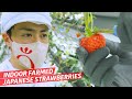 How This Indoor Vertical Farm Makes Perfect Japanese Strawberries — Vendors