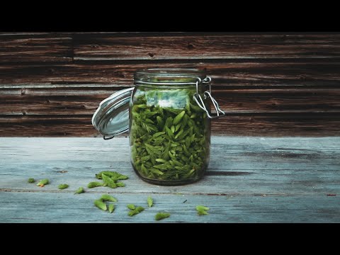 Nordic Forest Foraging - Pickled Spruse Sprouts/Picklade Granskott