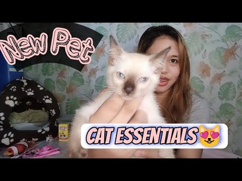 Meet my new Kitten Siamese- Kitten Essentials|Cat vlog