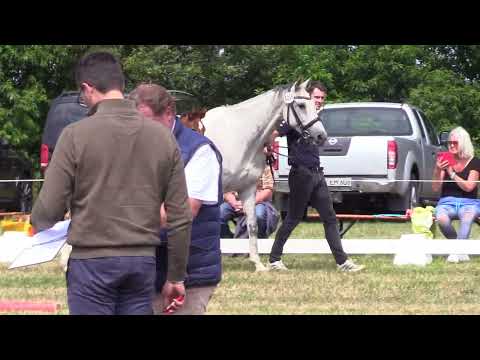 Holsteiner Fohlenschau Föhr 2025 | Endring Hengstfohlen