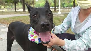 Video preview image #1 Mutt Puppy For Sale in Seattle, WA, USA