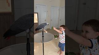 Toddler Feeds Parrot Healthy Food